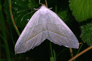 Identificazione di una farfalla